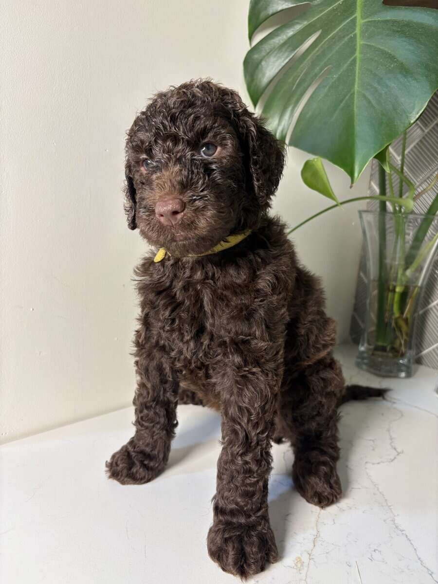 Multigen labradoodles image 5