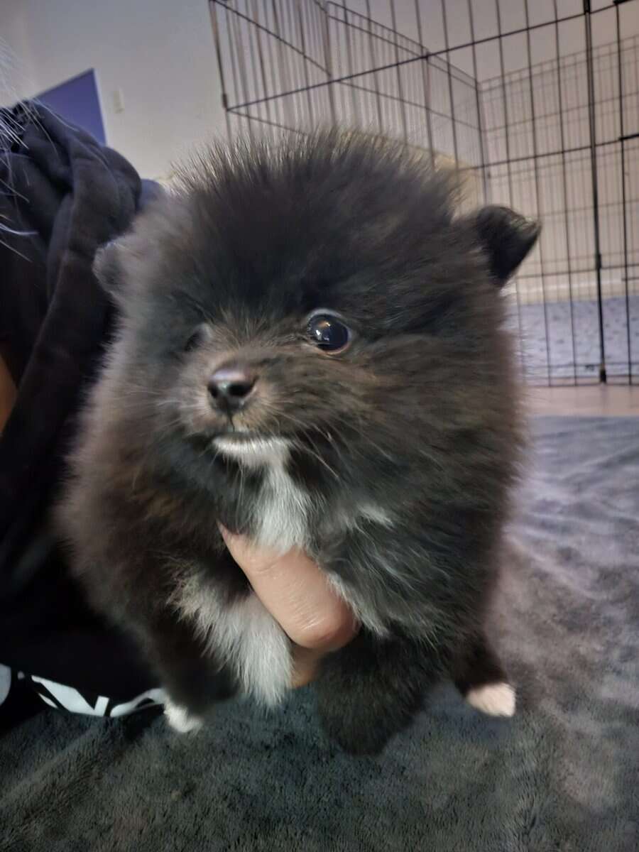 Pomeranians Ready image 8