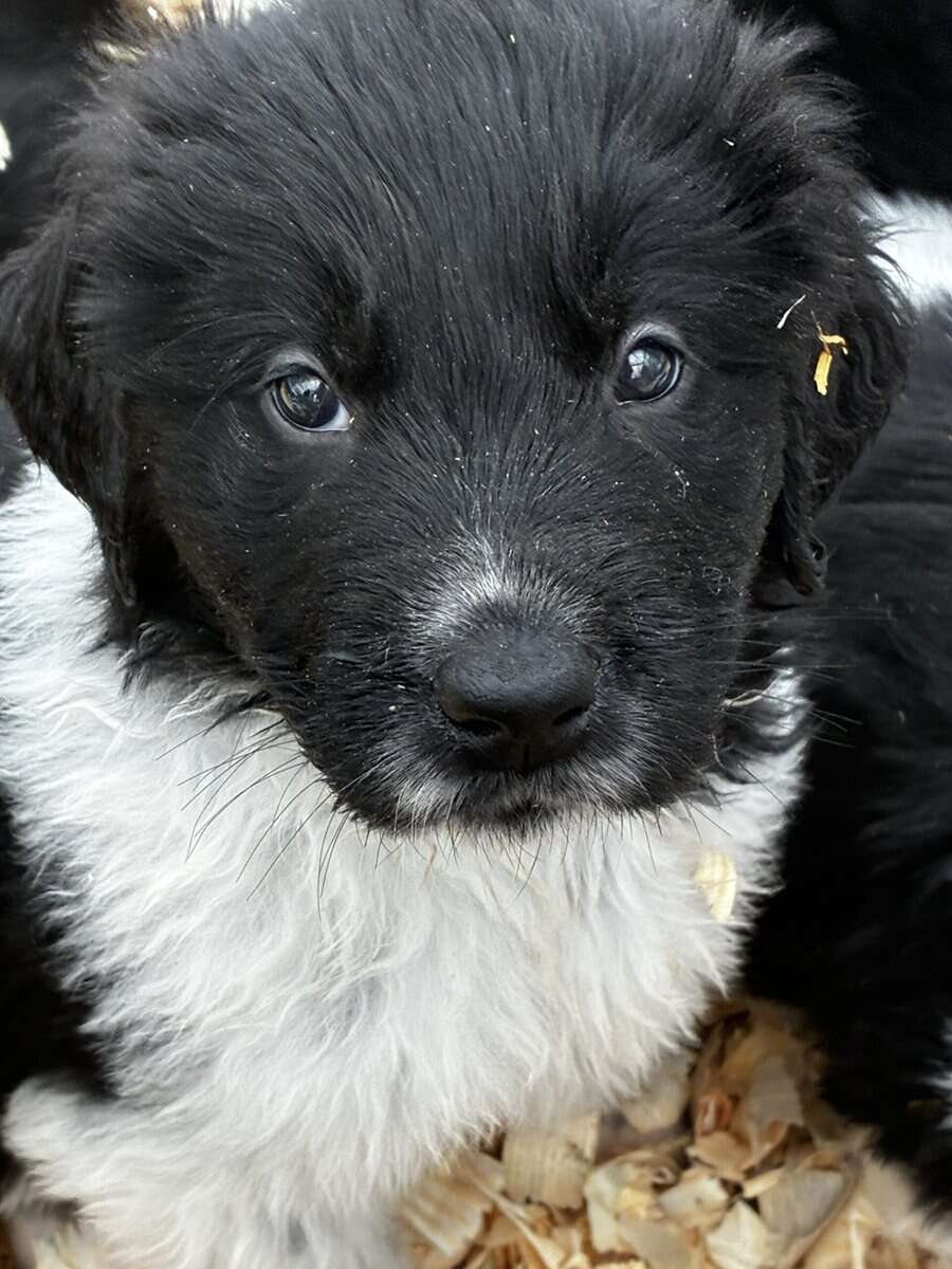 Newfoundland Lanseer Puppies image 7
