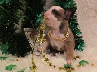 Husky… Newshade… Fluffy… Boys