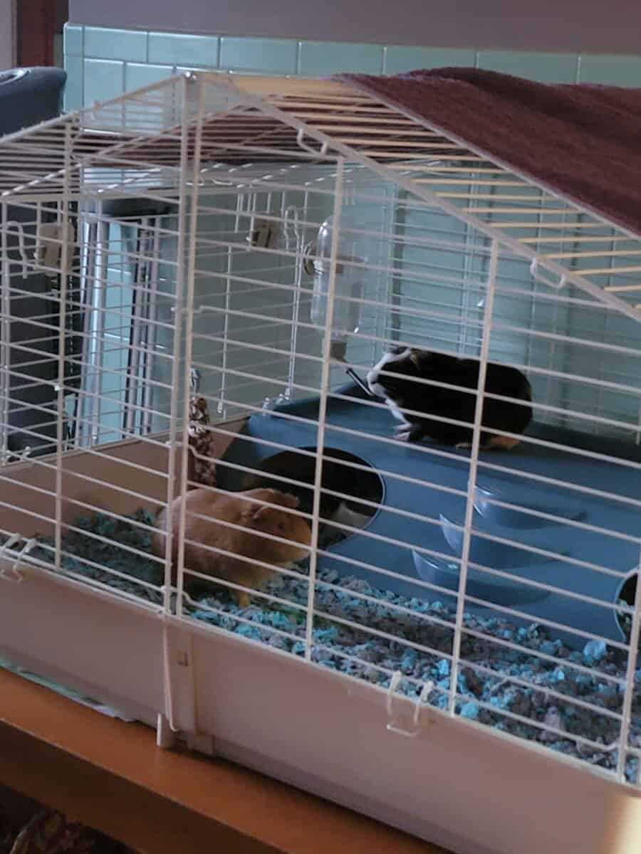 Guinea Pigs in need of a new home image 7