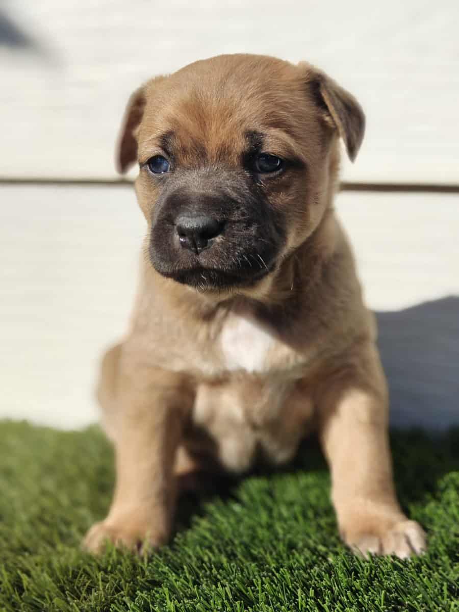 Australian Shepherd puppy Freya image 3