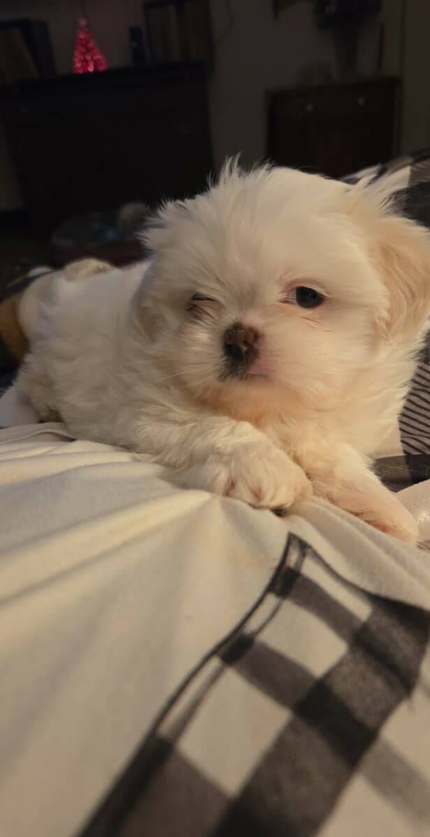 Lune and Jacques' Malshi Litter image 1