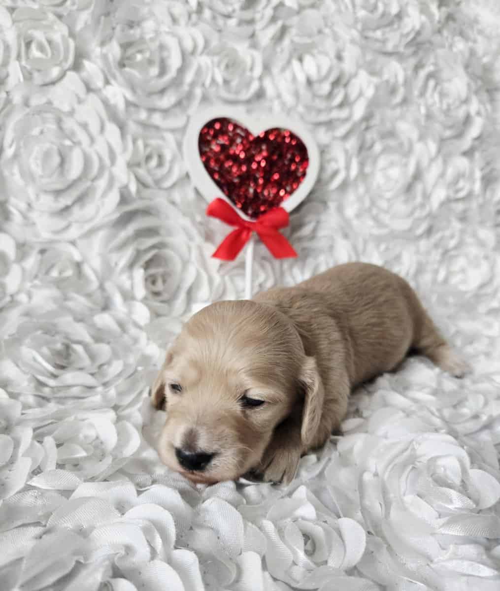 Dachshunds image 3