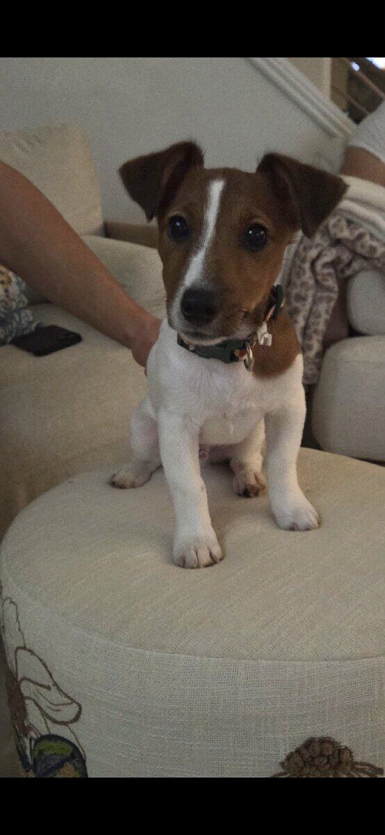 Jack Russell Terrier image 4