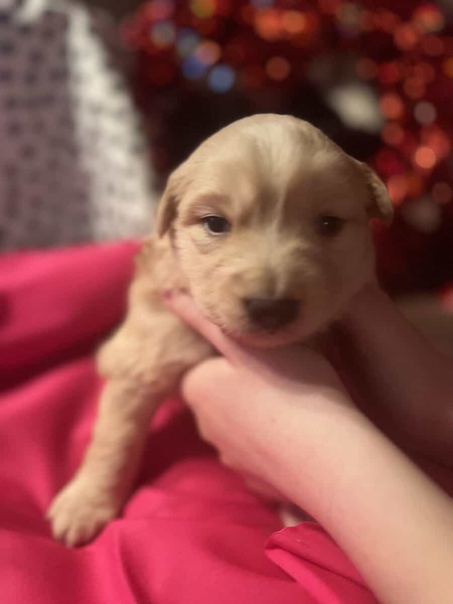 Australian Shepherd Puppies image 4