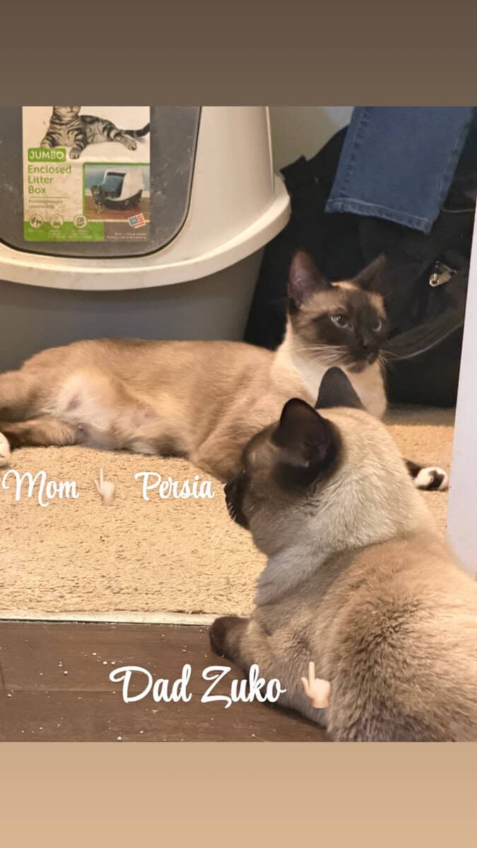 Snowshoe/ Siamese kittens born 12/29! image 7