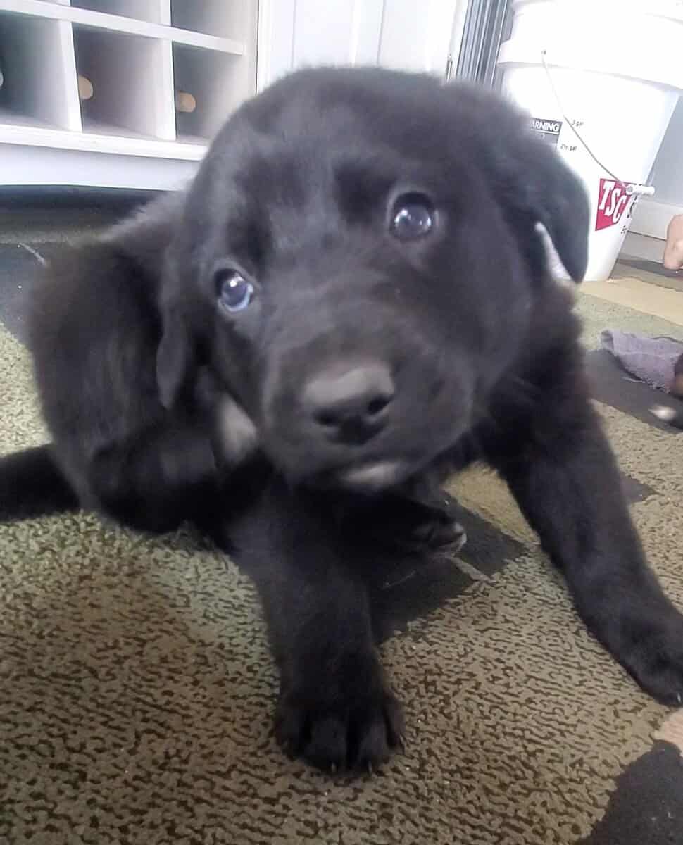 Puppies! image 7