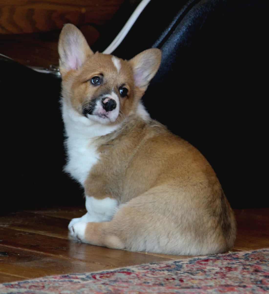 Johnny - Pembroke Welsh Corgi Puppy image 14
