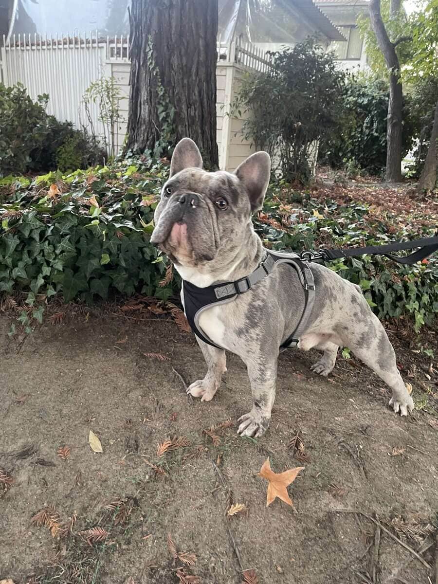 Merle Pocket Bully French Bulldog Male 7yrs image 5