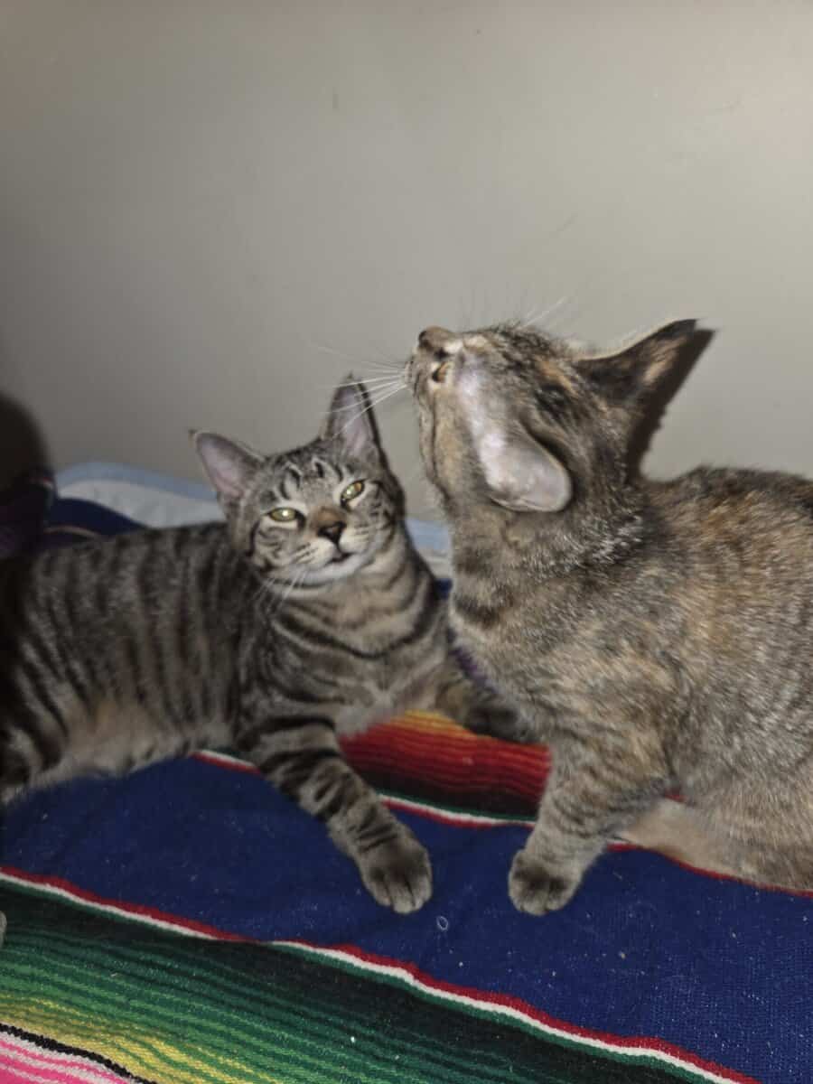 2 Kittens for adoption image 7