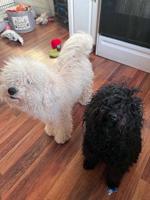 Rare! AKC champion Puli puppies for sale image 3