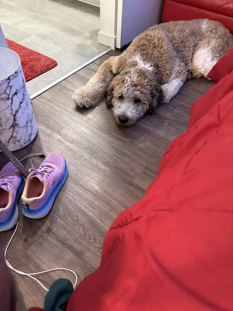 St Berdoodle 10.5 months old image 3