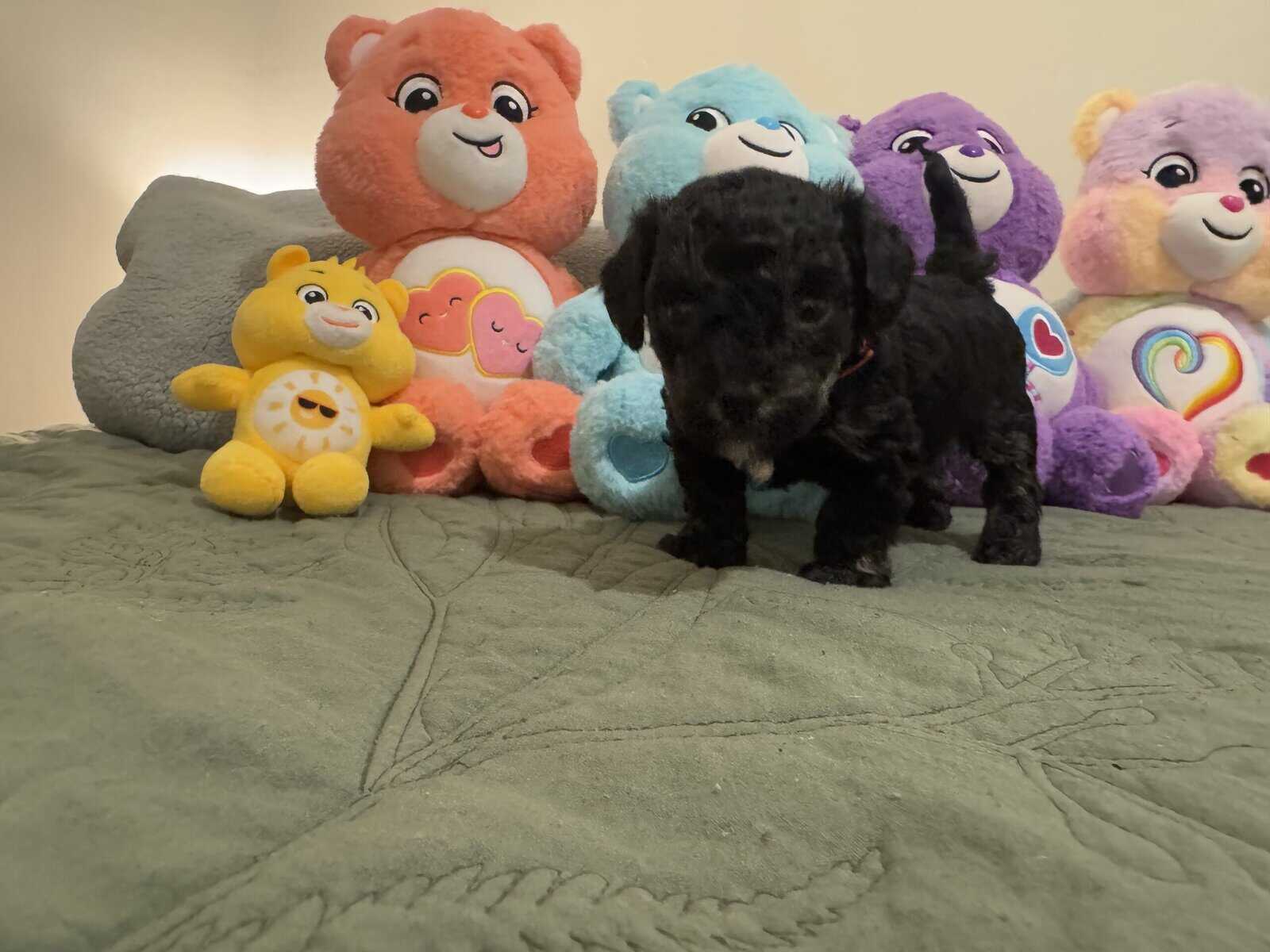 Toy poodles image 13