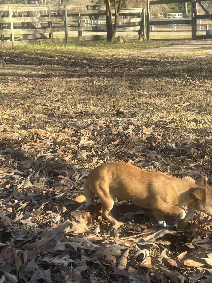 Chihuahua/dachsund image 8
