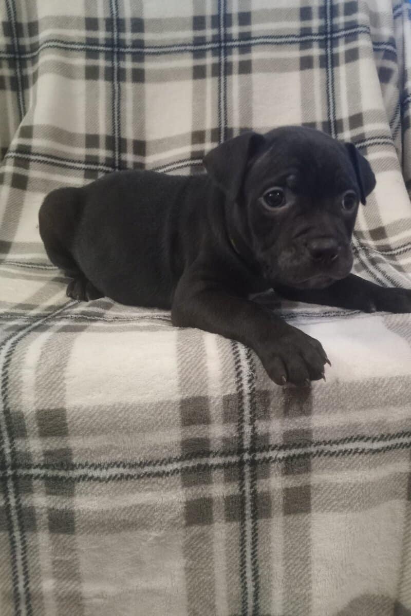 🐶 Warning: Cuteness Overload Ahead 🐶 image 5