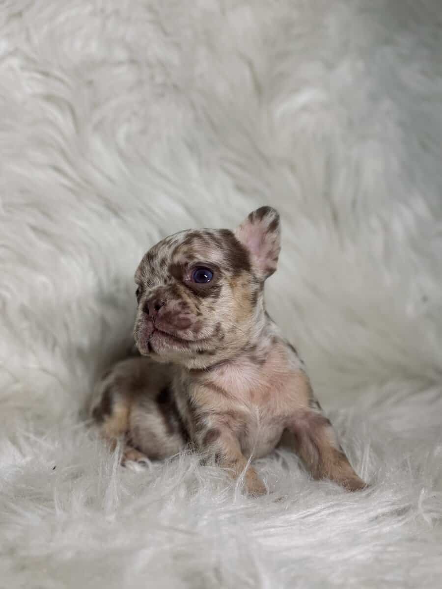 Akc French bulldog pups image 3