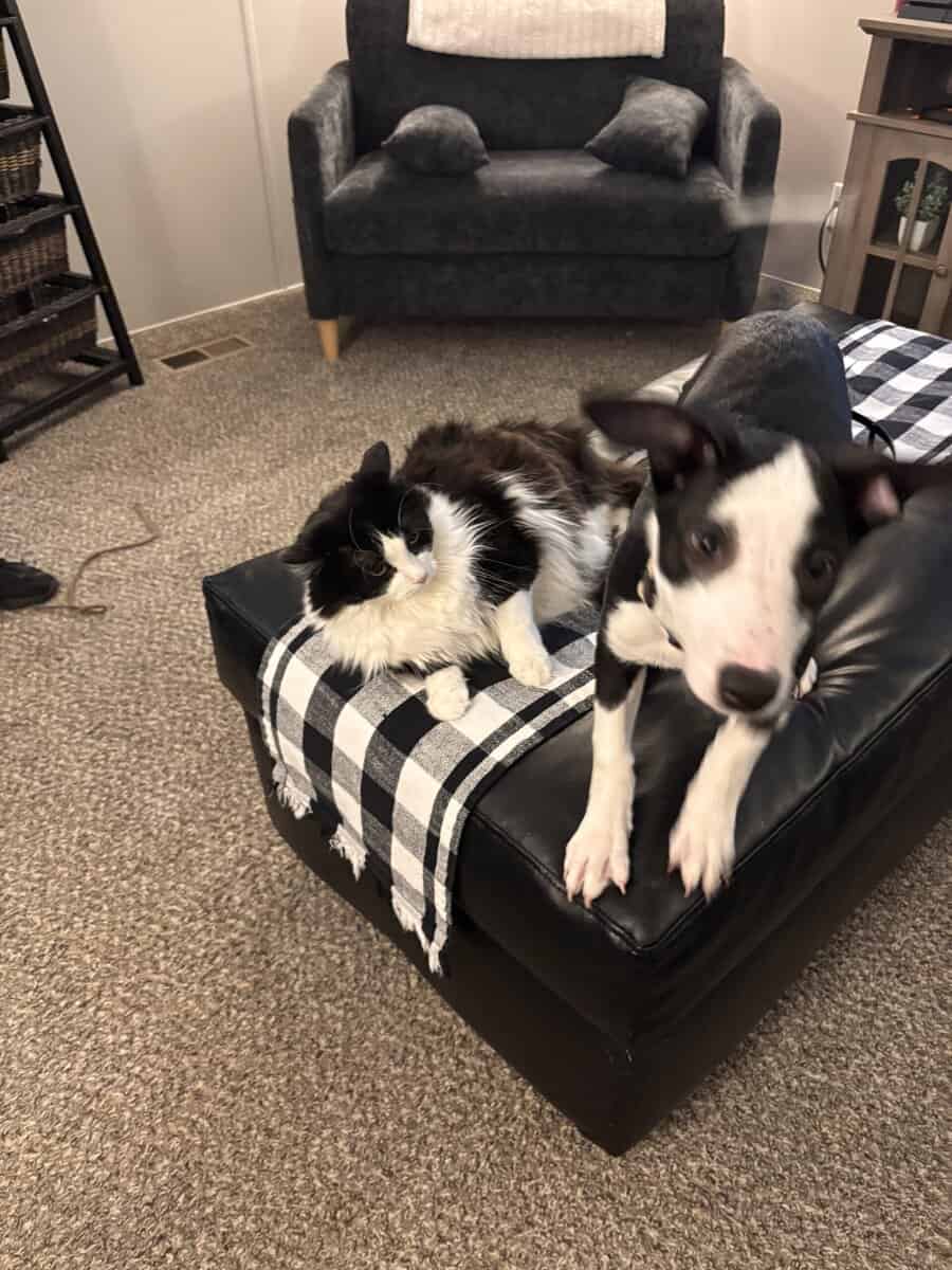 Loving Puppy image 1