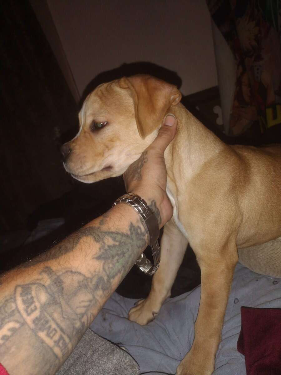 4 month old game bread pit bull carver / Eli w🔥🔥 image 1