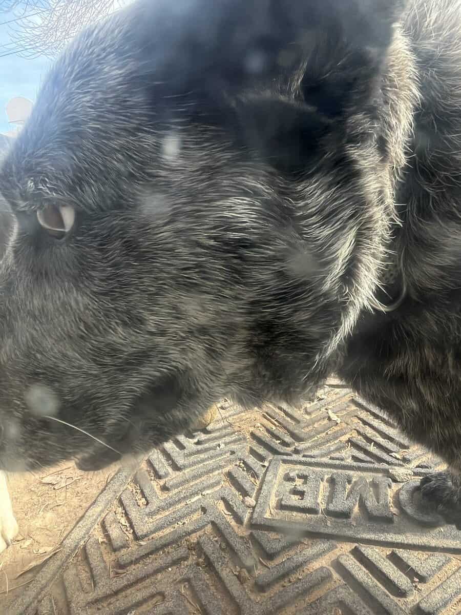 Male dog, 3yrs image 2