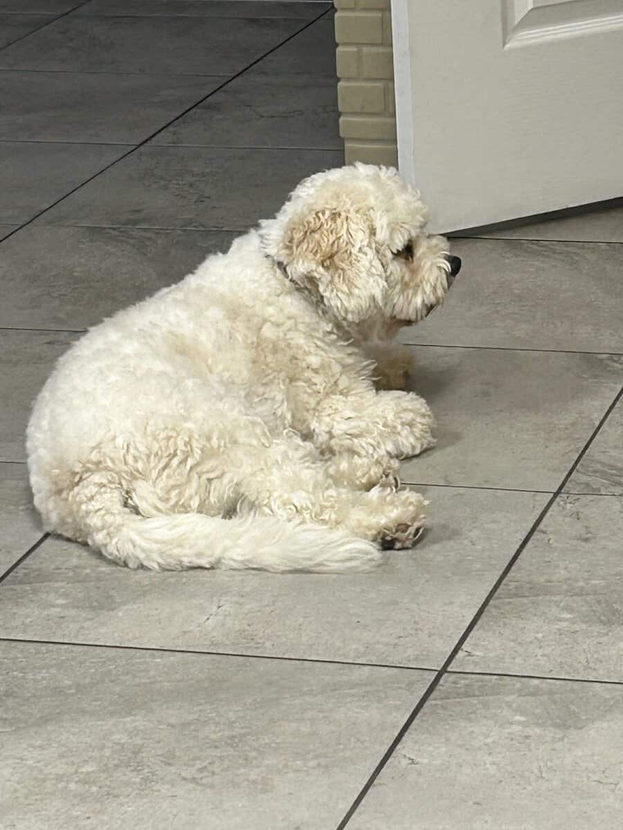 Selling adorable 3yr old cavachon image 1