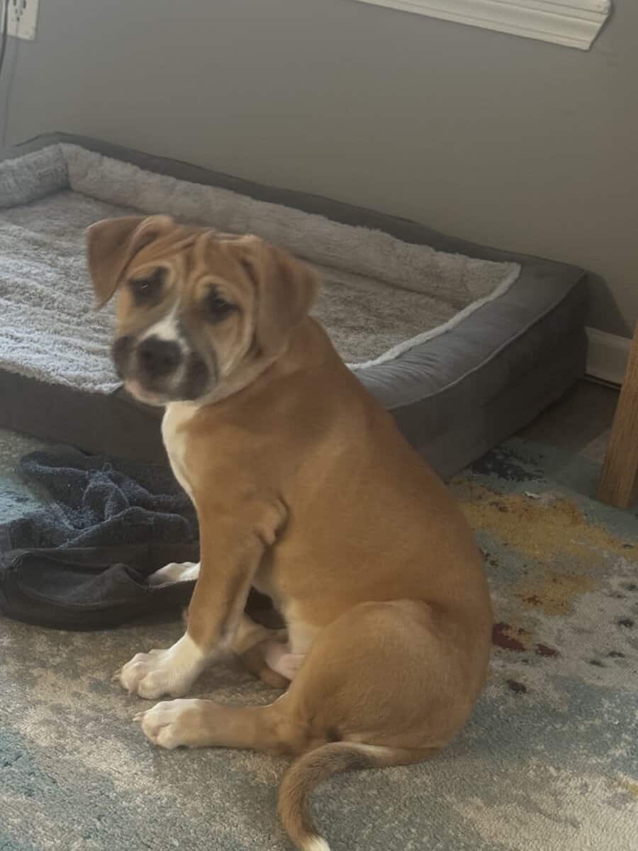 2 pit mix puppies image 1