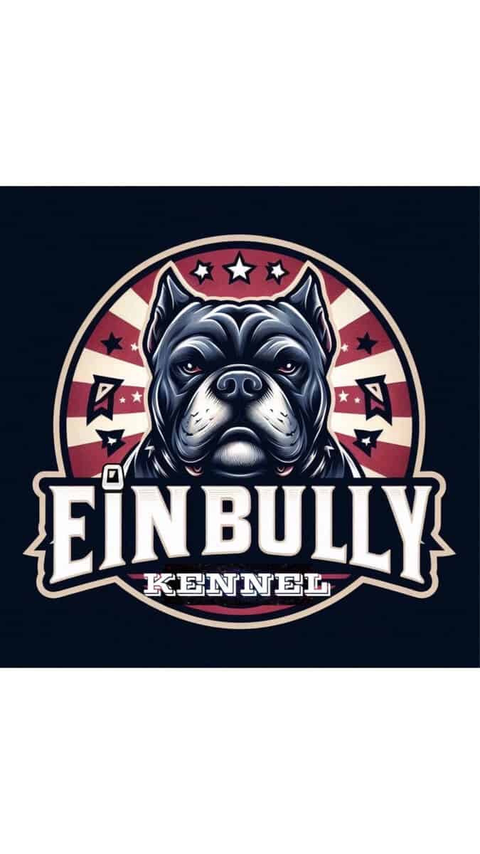 American bully puppy image 7