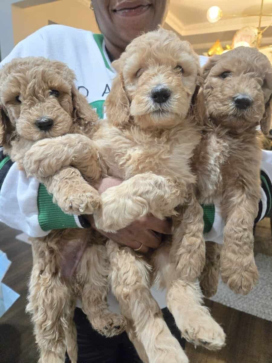 Goldendoodle pups image 2