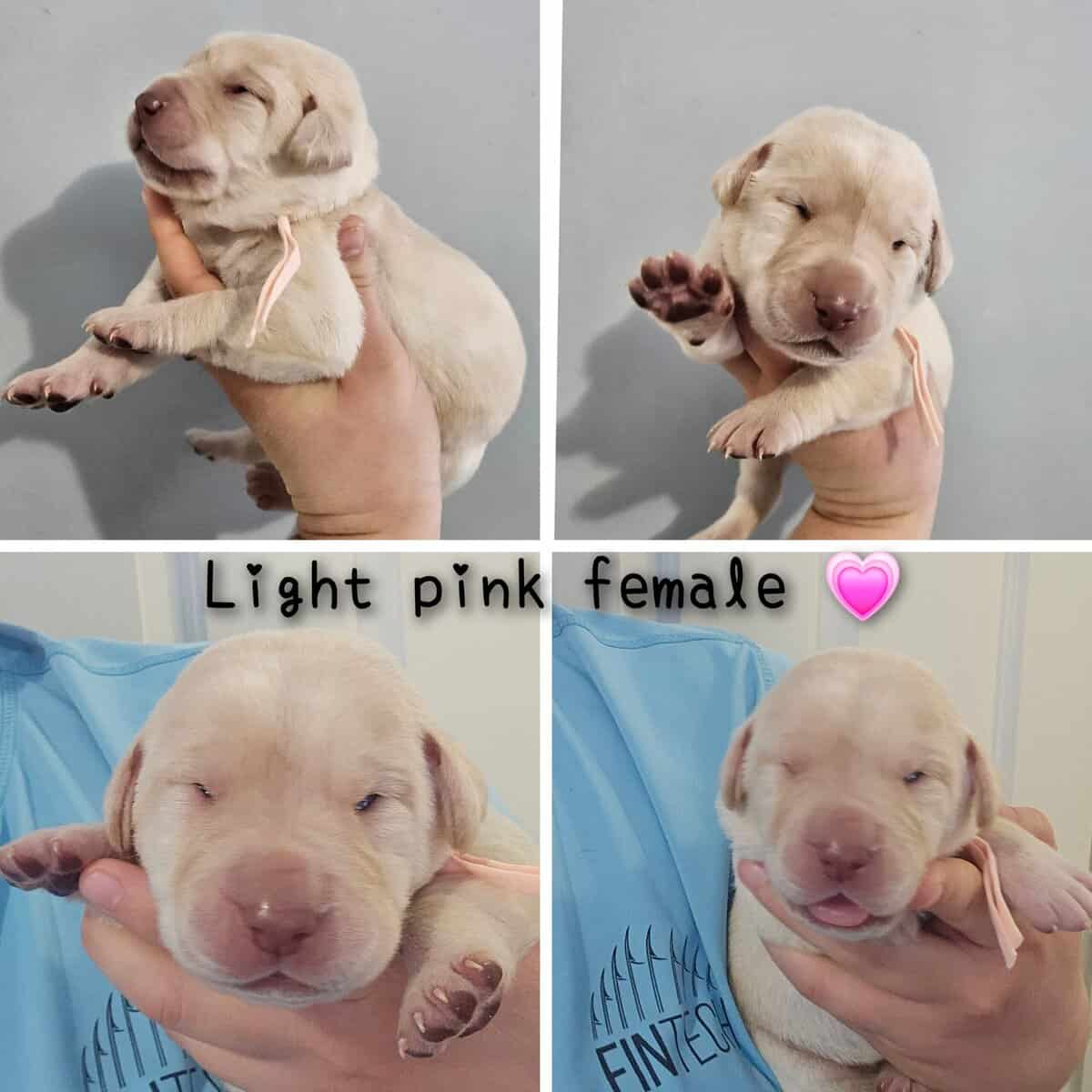 Labrador puppy lab image 1