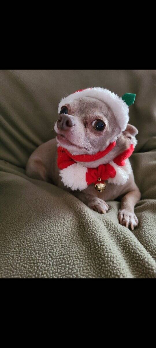 Blue Chihuahua image 1
