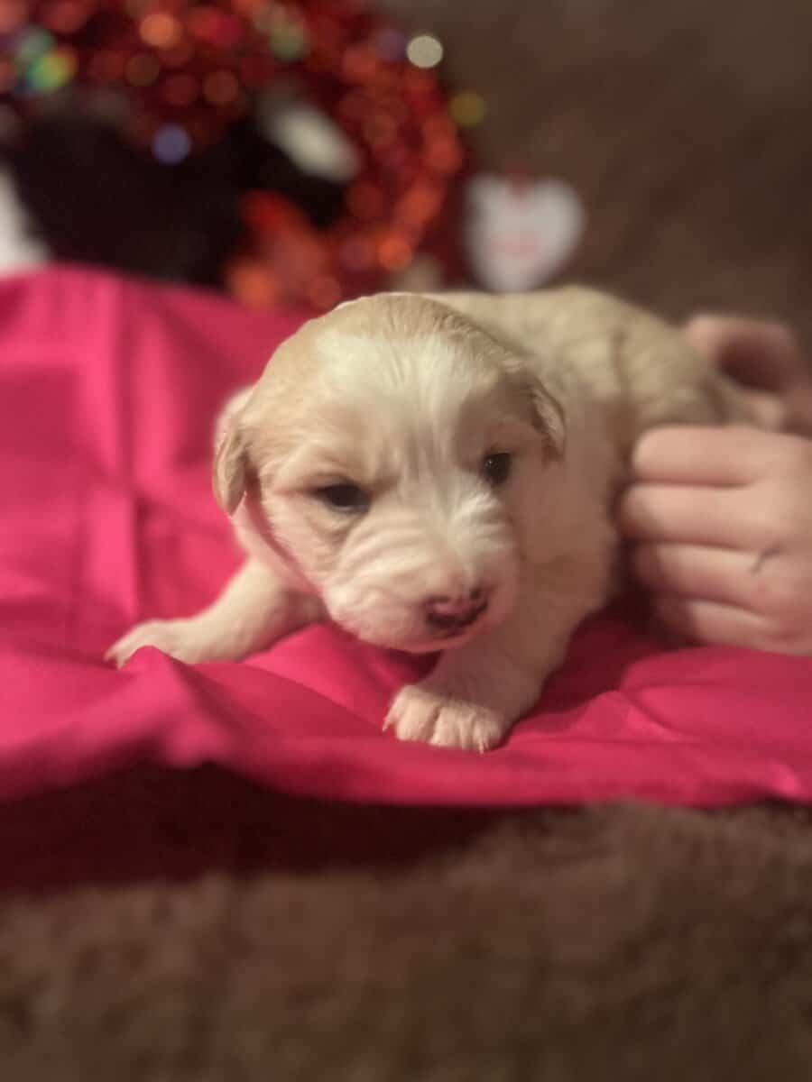 Australian Shepherd Puppies image 6