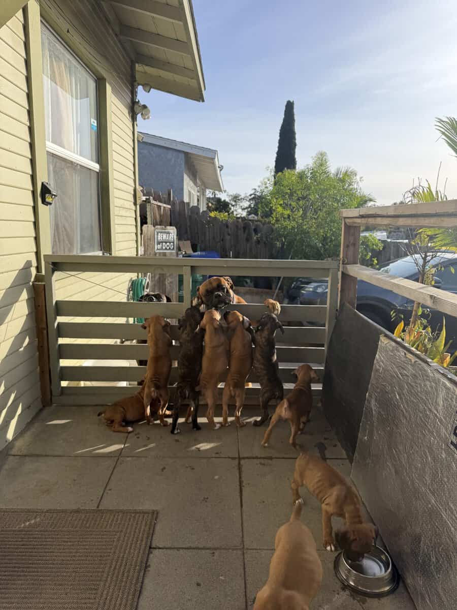 Boxer puppies image 4