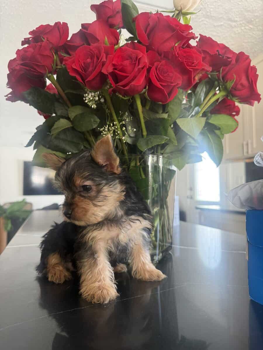 Silky Terrier Puppy! image 5