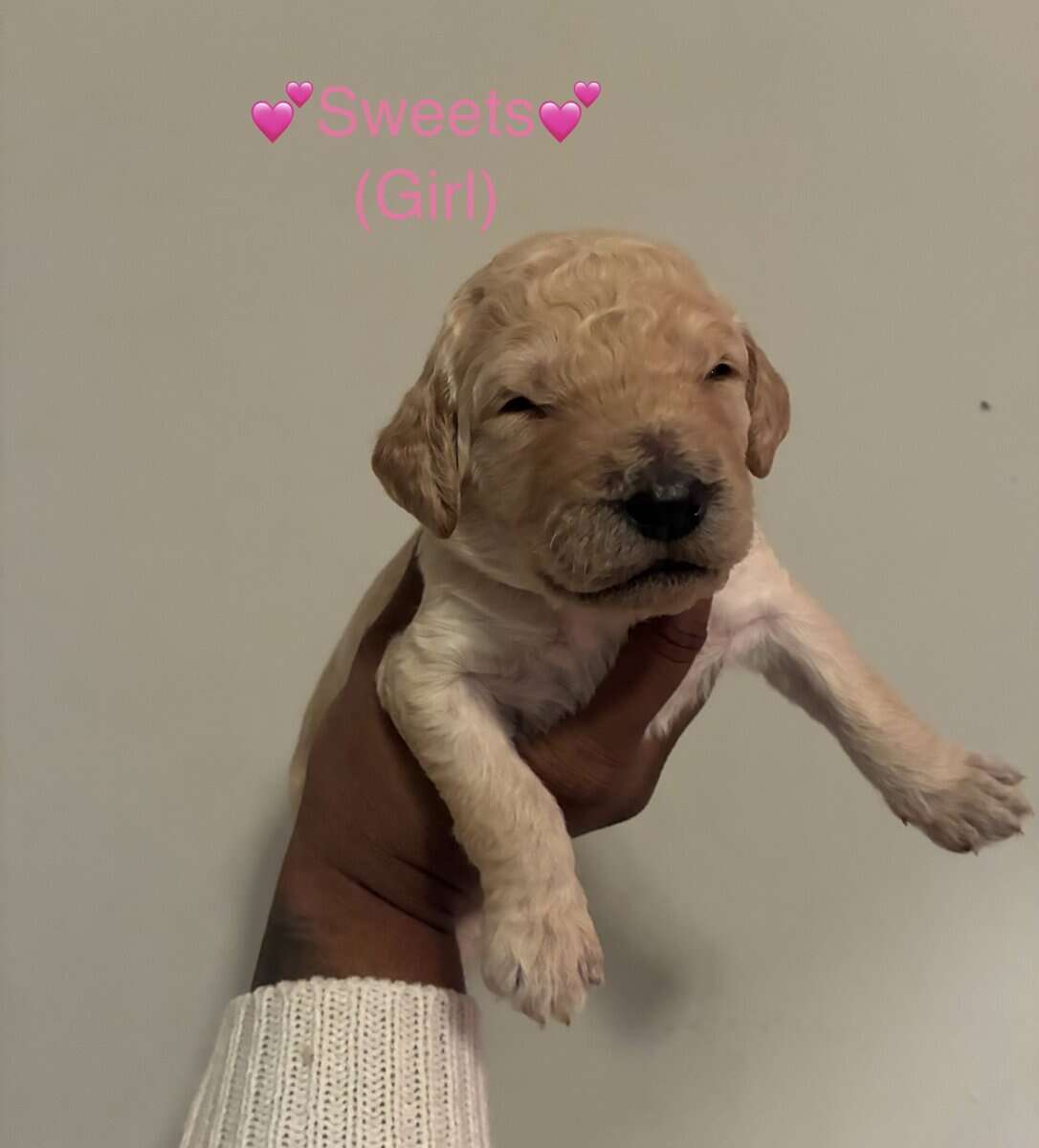 Goldendoodle Puppies image 1