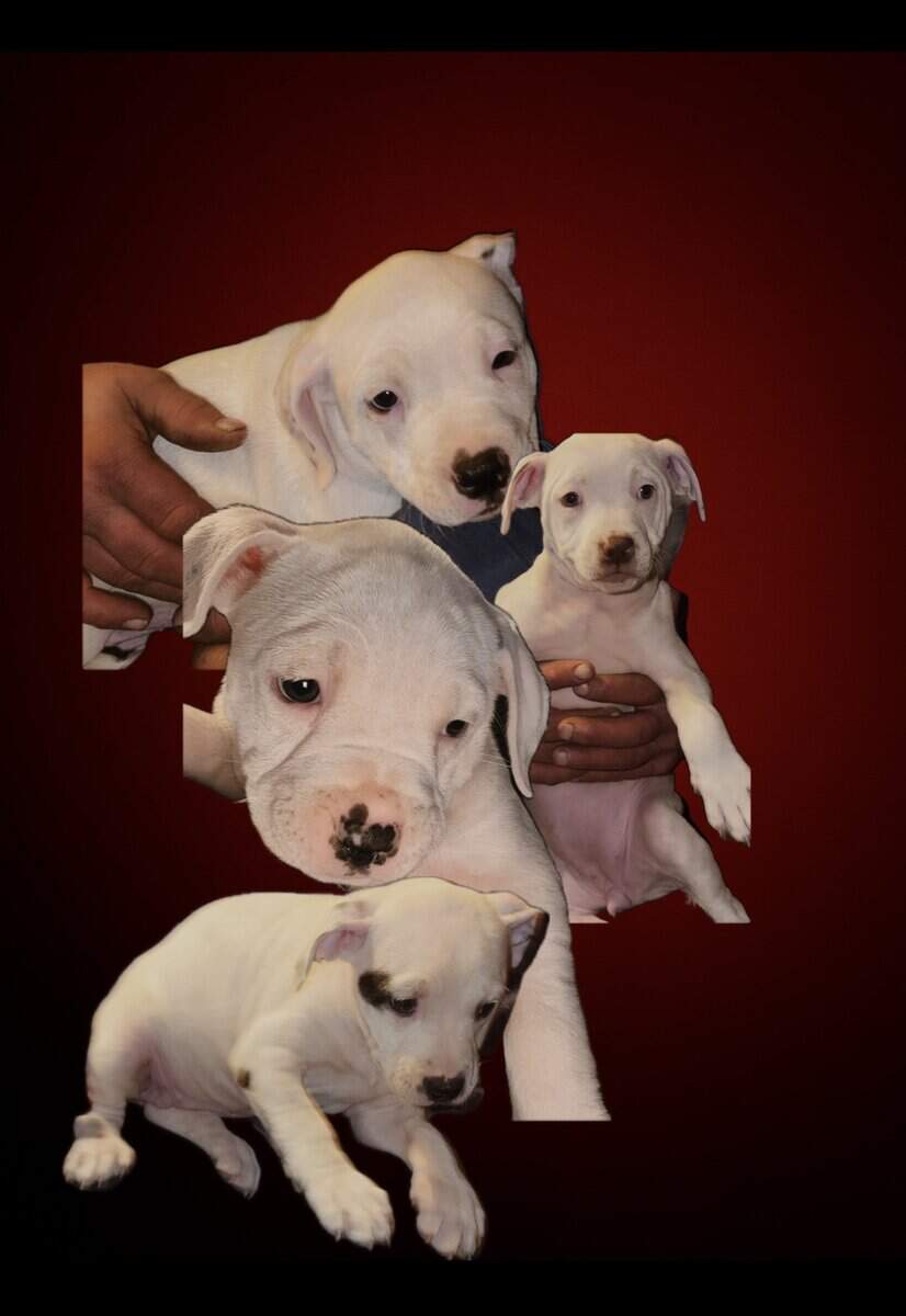 10 week old Staffordshire Terriers image 3