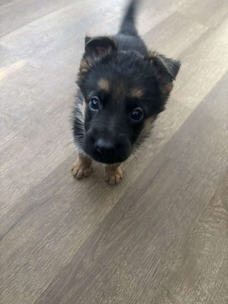 Purebred German Shepherd Puppies image 7