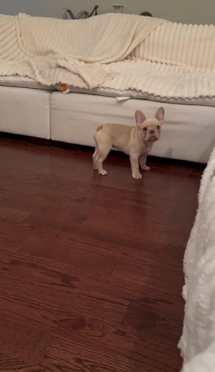 Frenchie lil papa image 1