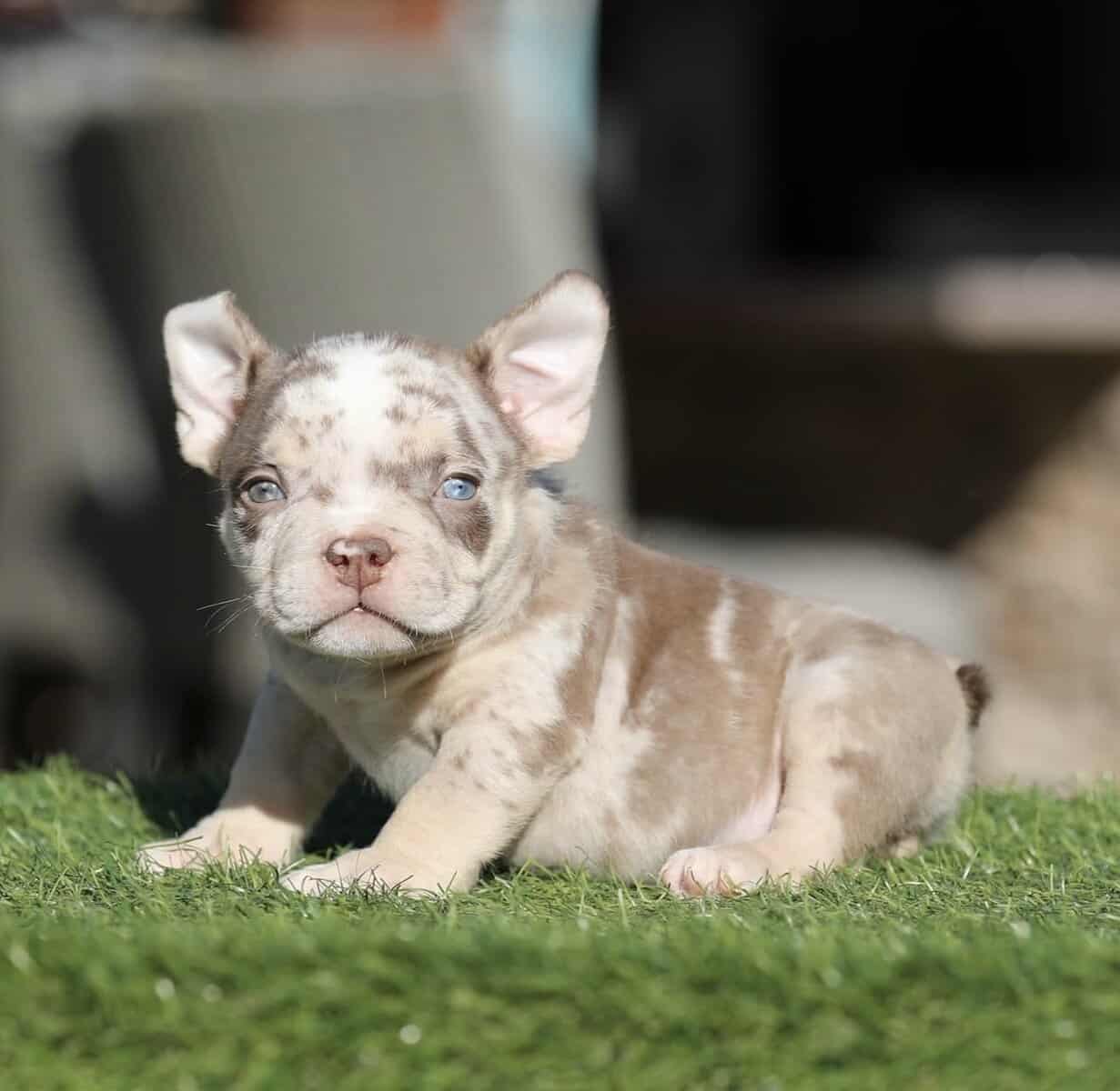 American Bully image 2