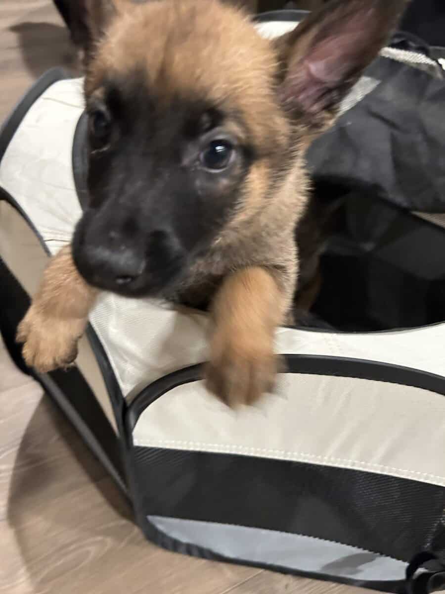 Belgian Malinois Puppies image 1