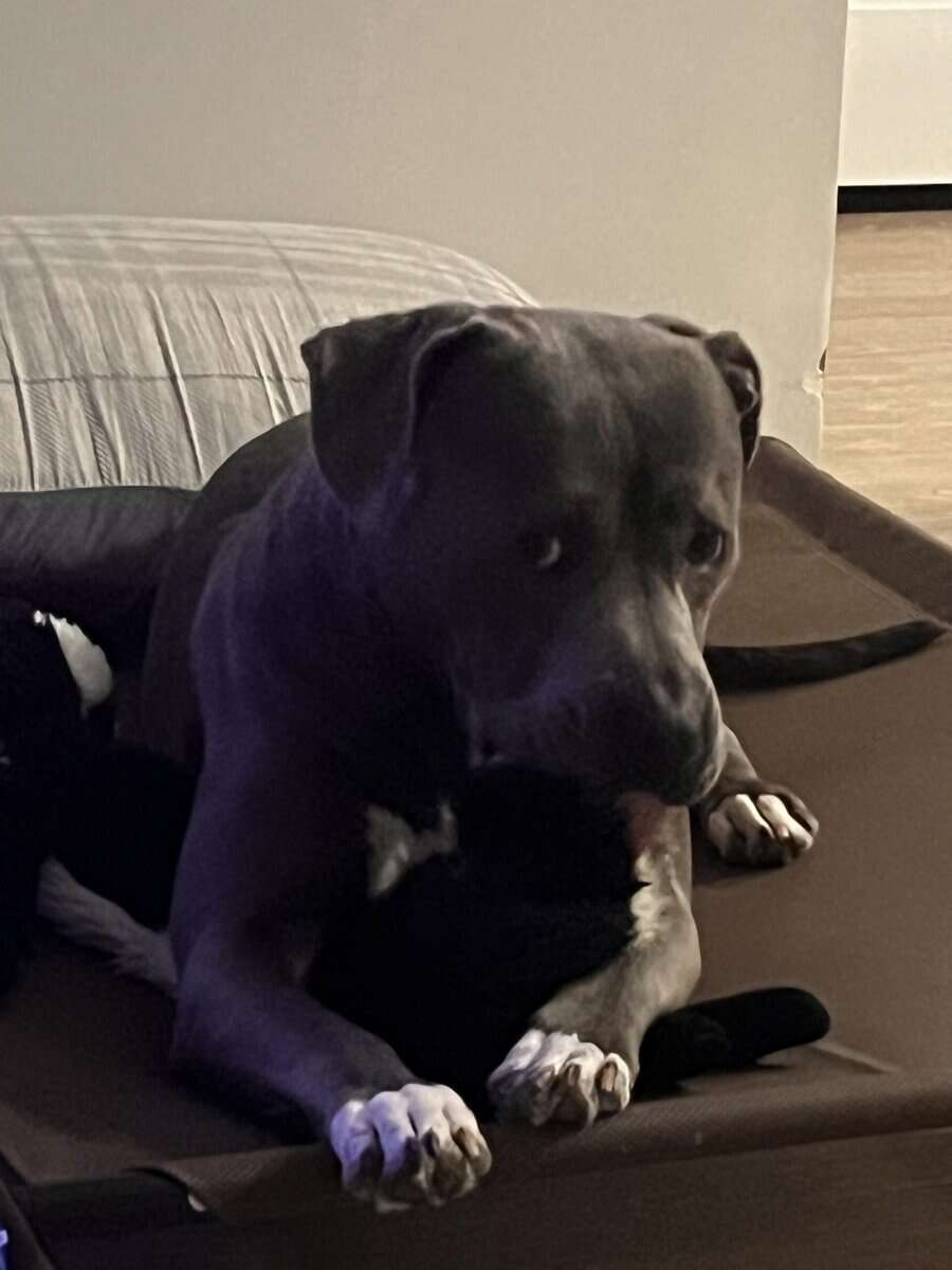 Rehoming ASAP image 1