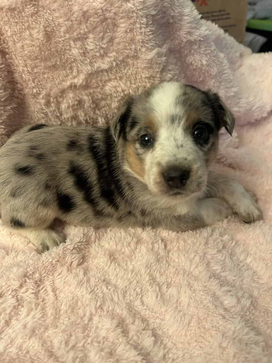 Adorable Australian Heeler pups image 12