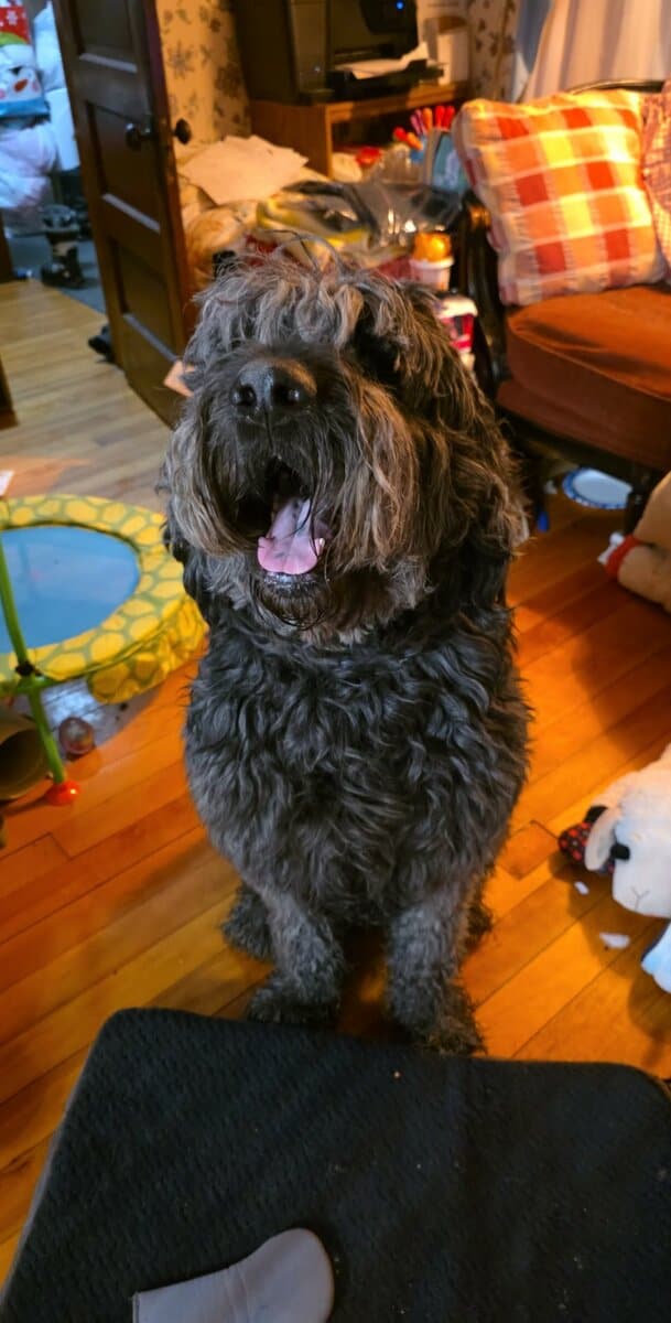 Giant doodle seeks forever home image 1