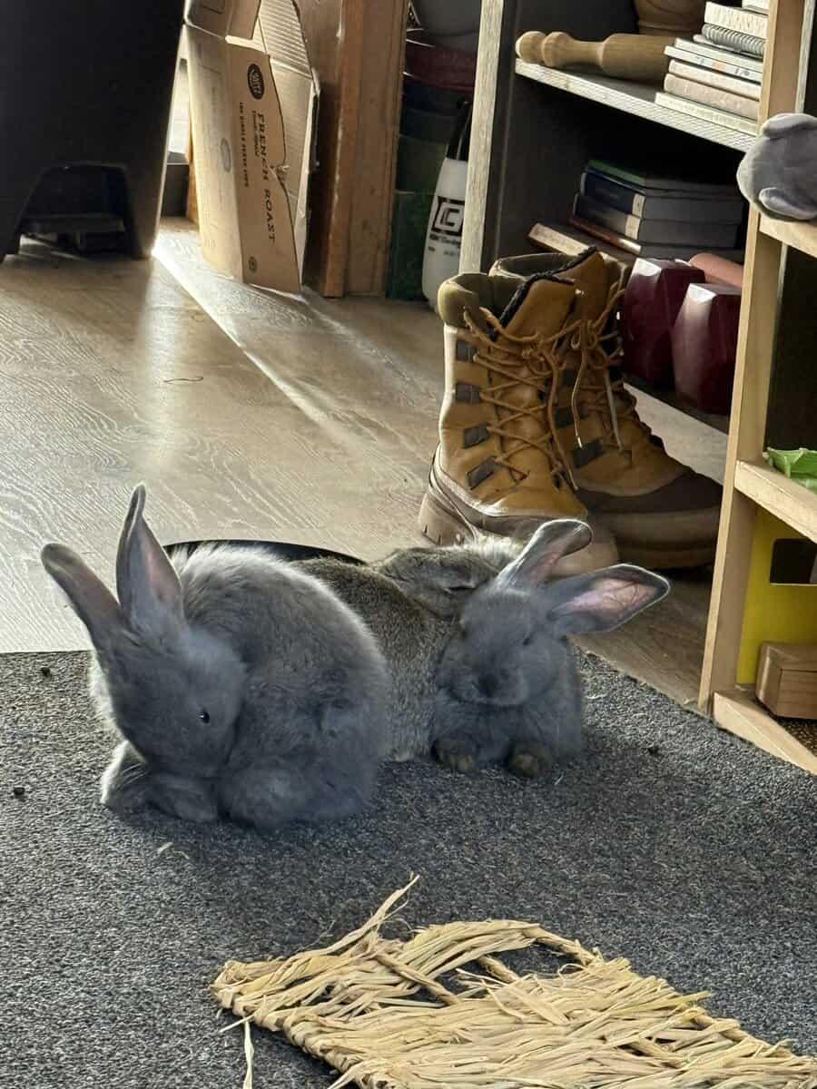 Continental Giant Babies Ready For Their New Homes image 10