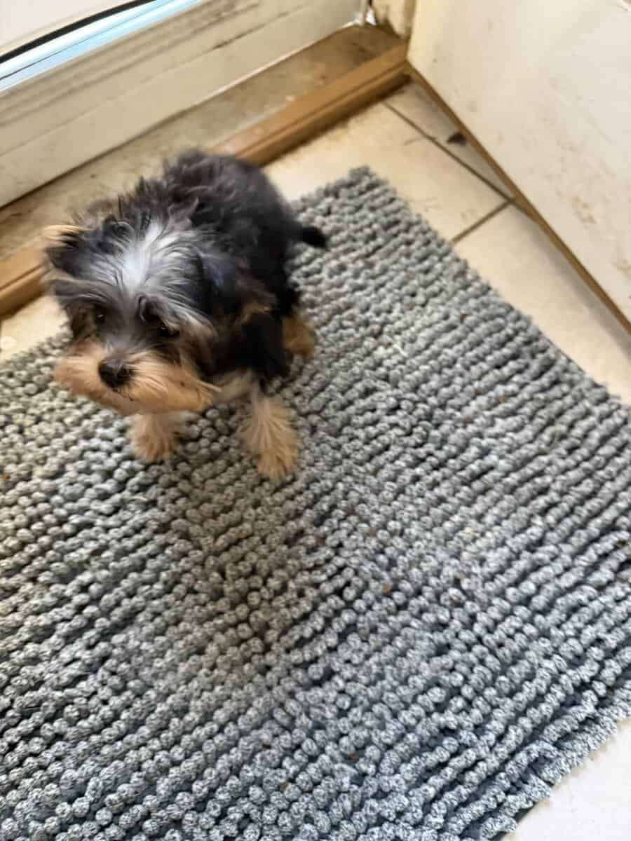 Yorkie puppy image 9