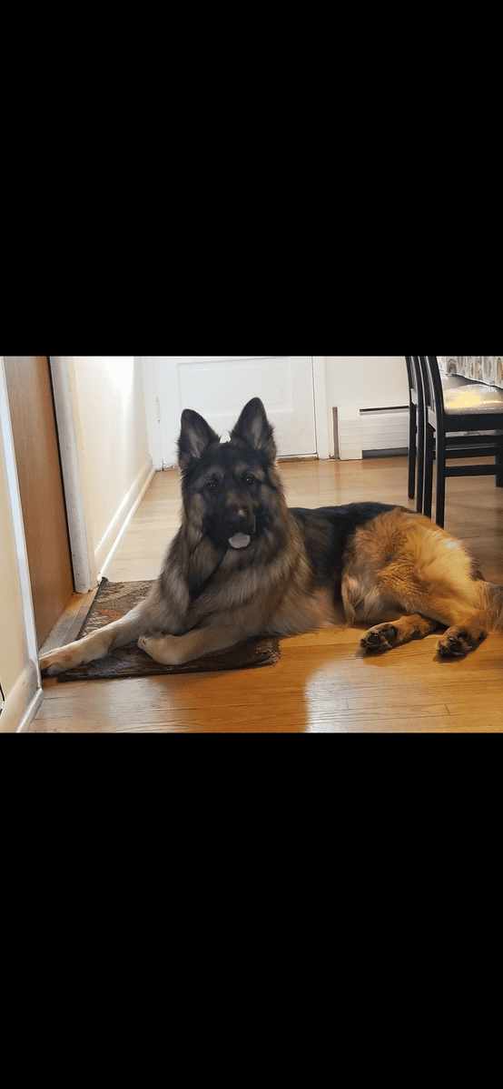 German Shepard Long Hair (Free) image 4
