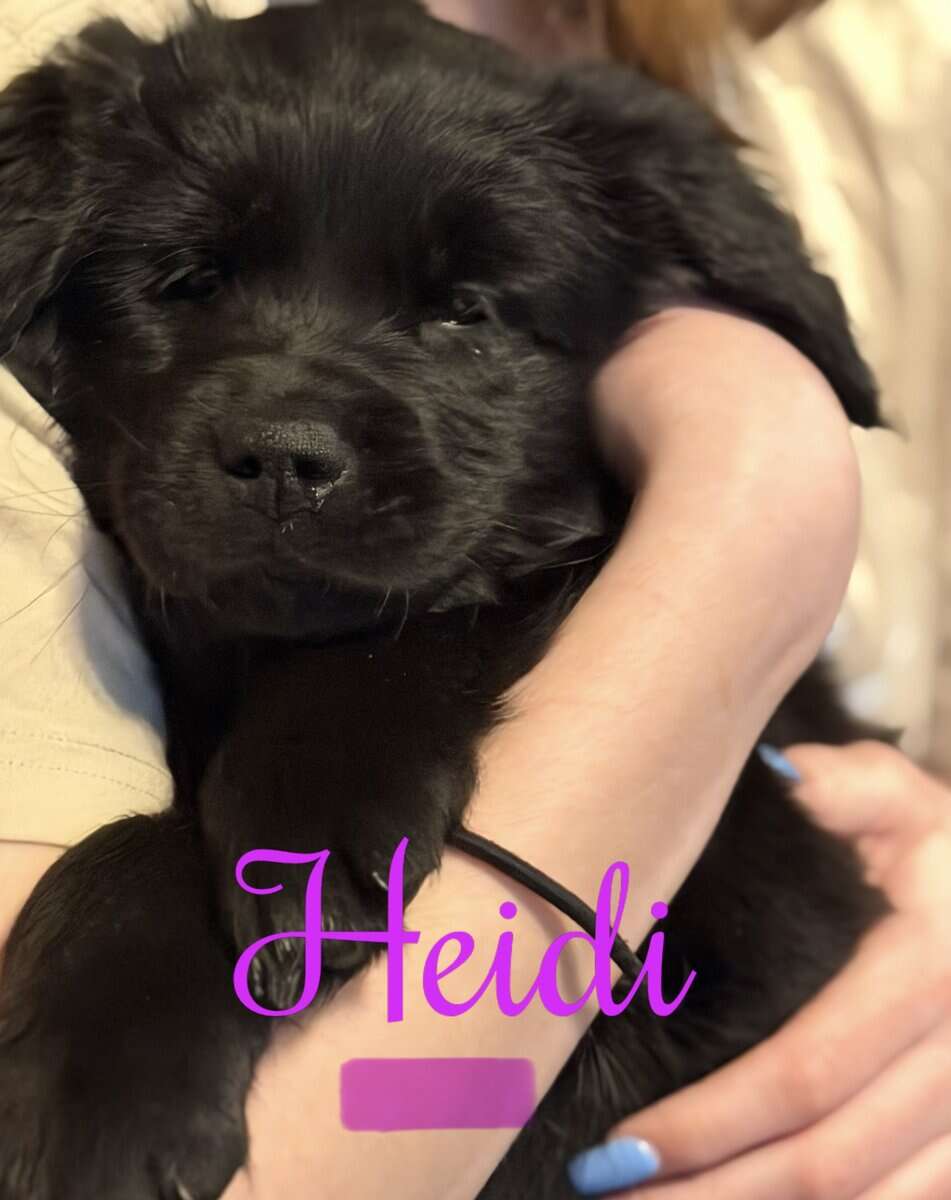 Newfoundland Puppies | Upstate Newyork image 4