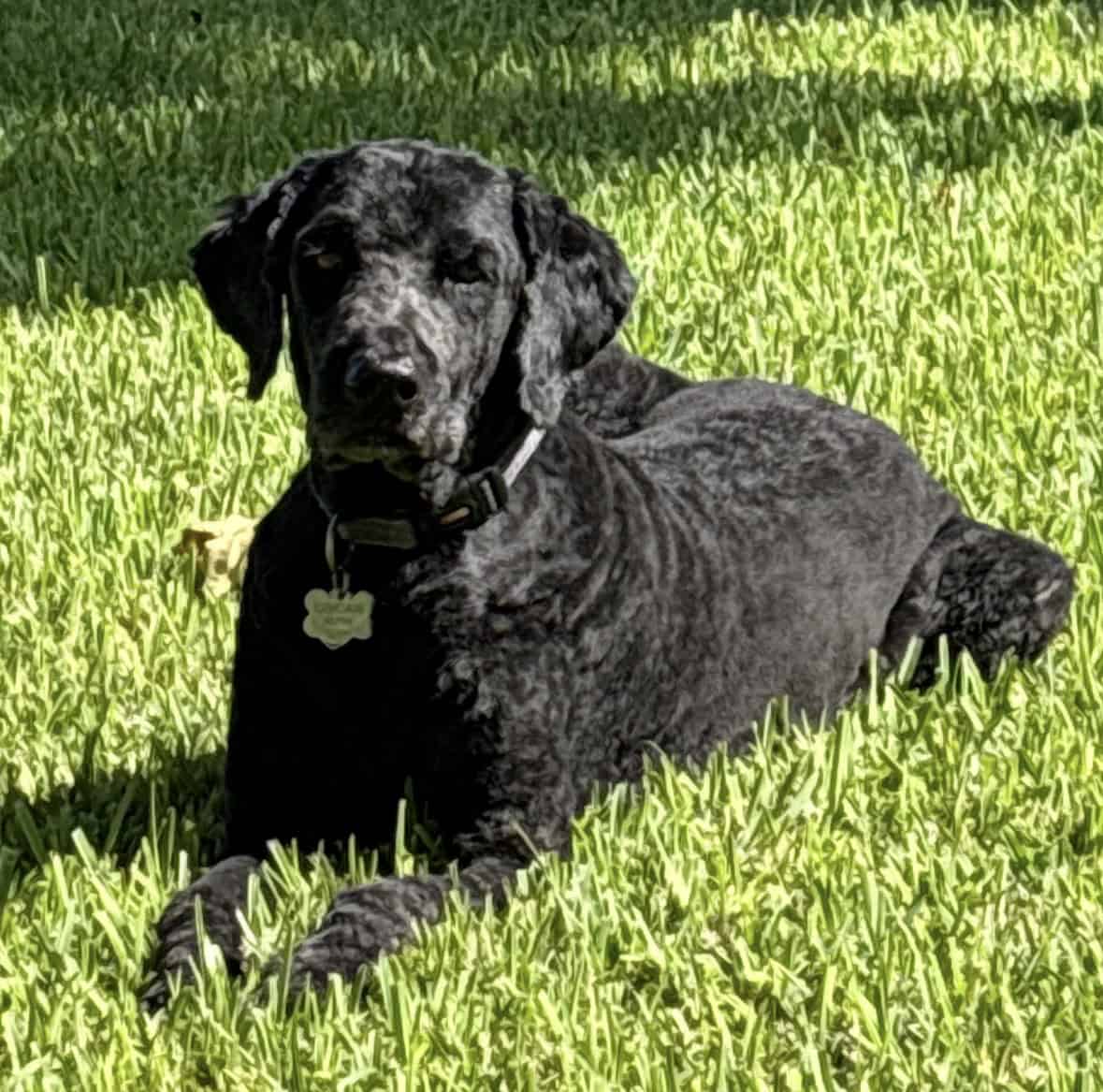 Loving GoldenDoodle looking for new home image 3