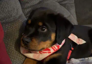 AKC Certified Pedigree Rottweiller