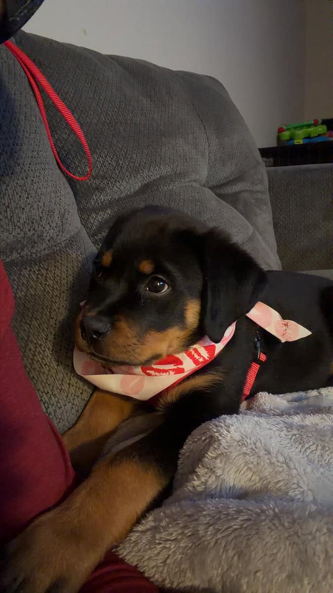 AKC Certified Pedigree Rottweiller image 1
