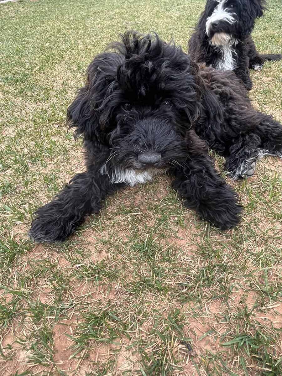 Mini Portidoodles image 3